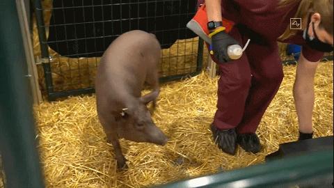 活割牛蛋视频在线观看,揭秘农场真实养殖过程 第1张 活割牛蛋视频在线观看,揭秘农场真实养殖过程 第1张